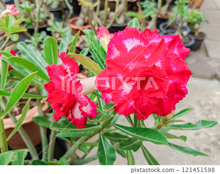 Flower of Adenium at Thai.(Desert Rose, Impala Lily, Mock Azalea) 121451598