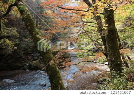 Oku-Iya Double Kazura Bridge (with Otokobashi Bridge at the top) / 88 Scenic Views of Shikoku [Higashiso-Sugao, Miyoshi City, Tokushima Prefecture] 121451607