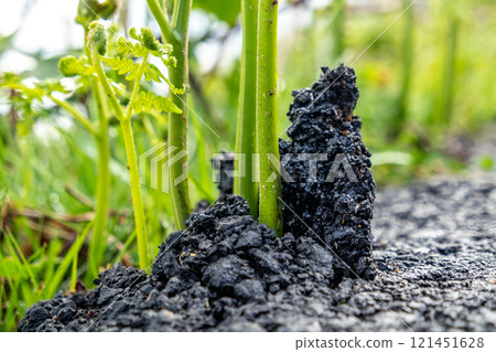 Fern breaking through tarmac in Ireland Fern breaking through tarmac in Ireland 121451628