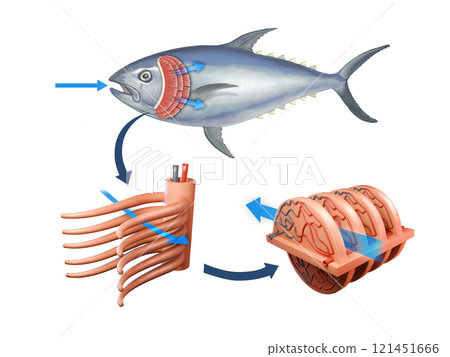 Fish respiratory system 121451666
