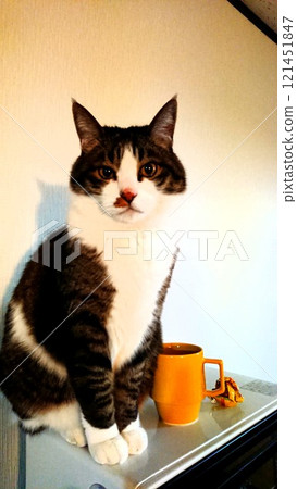 Cat sitting on microwave 121451847