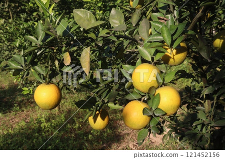 Citrus fruits on tree in farm Citrus fruits on tree in farm 121452156