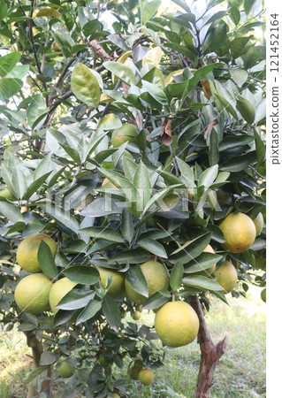 Citrus fruits on tree in farm Citrus fruits on tree in farm 121452164