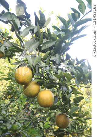Citrus fruits on tree in farm Citrus fruits on tree in farm 121452168