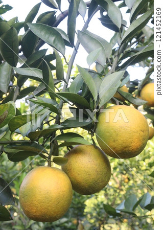 Citrus fruits on tree in farm Citrus fruits on tree in farm 121452169