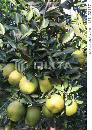 Citrus fruits on tree in farm Citrus fruits on tree in farm 121452177