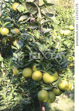 Citrus fruits on tree in farm Citrus fruits on tree in farm 121452178