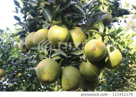 Citrus fruits on tree in farm Citrus fruits on tree in farm 121452179