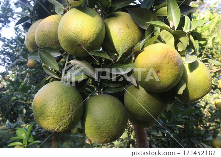 Citrus fruits on tree in farm 121452182