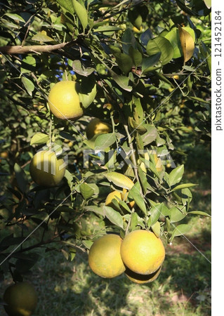 Citrus fruits on tree in farm 121452184
