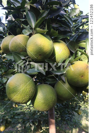 Citrus fruits on tree in farm Citrus fruits on tree in farm 121452186