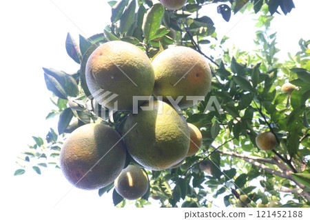 Citrus fruits on tree in farm Citrus fruits on tree in farm 121452188