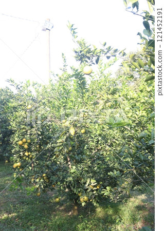 Citrus fruits on tree in farm 121452191