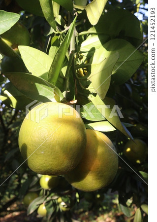 Citrus fruits on tree in farm Citrus fruits on tree in farm 121452193