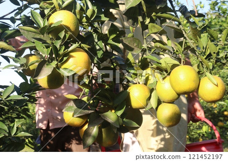 Citrus fruits on tree in farm Citrus fruits on tree in farm 121452197