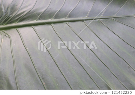 Alocasia brisbanensis plant on farm Alocasia brisbanensis plant on farm 121452220