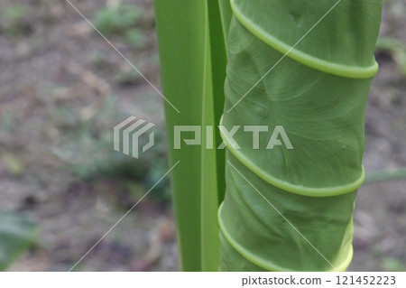 Alocasia brisbanensis plant on farm Alocasia brisbanensis plant on farm 121452223