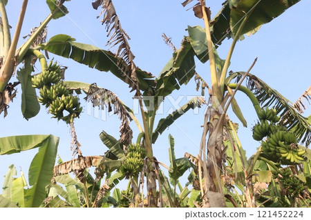 Raw Bananas bunch on farm for harvest Raw Bananas bunch on farm for harvest 121452224