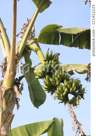 Raw Bananas bunch on farm for harvest 121452225