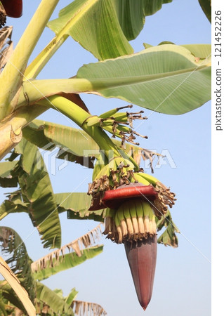 Raw Bananas bunch on farm for harvest 121452226
