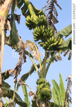 Raw Bananas bunch on farm for harvest 121452227