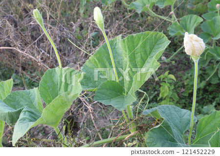 bottle guard on farm for harvest 121452229