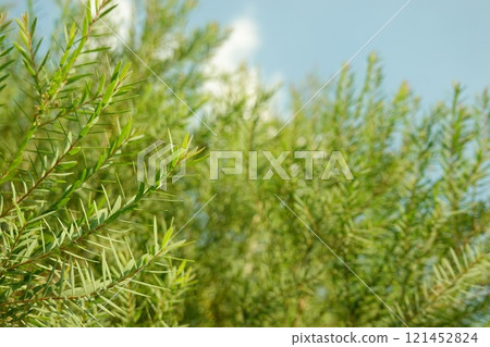 Melaleuca bracteata macro leaves small world 121452824