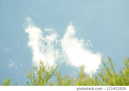 Melaleuca bracteata macro leaves small world Melaleuca bracteata macro leaves small world 121452826