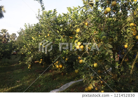 Citrus fruits on tree in farm Citrus fruits on tree in farm 121452830