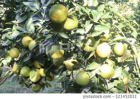 Citrus fruits on tree in farm Citrus fruits on tree in farm 121452831