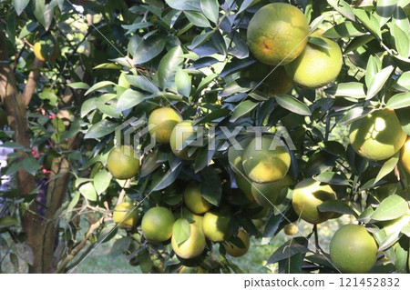 Citrus fruits on tree in farm Citrus fruits on tree in farm 121452832