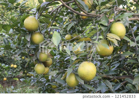 Citrus fruits on tree in farm Citrus fruits on tree in farm 121452833