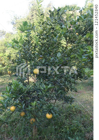 Citrus fruits on tree in farm 121452840