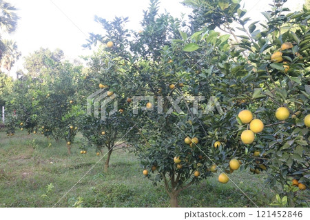 Citrus fruits on tree in farm Citrus fruits on tree in farm 121452846