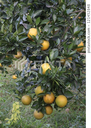 Citrus fruits on tree in farm Citrus fruits on tree in farm 121452848