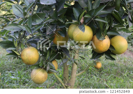 Citrus fruits on tree in farm 121452849