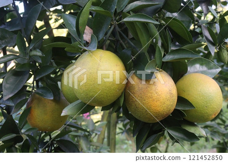 Citrus fruits on tree in farm Citrus fruits on tree in farm 121452850