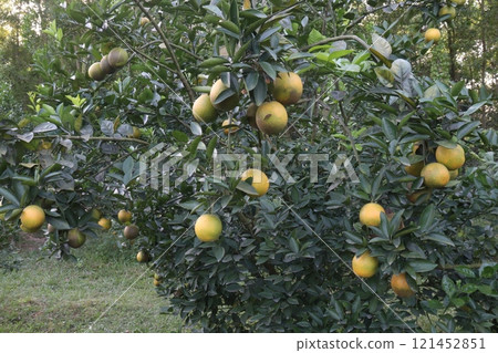 Citrus fruits on tree in farm Citrus fruits on tree in farm 121452851