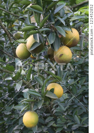 Citrus fruits on tree in farm 121452852