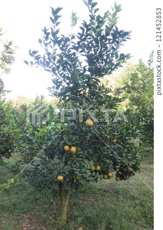 Citrus fruits on tree in farm Citrus fruits on tree in farm 121452853