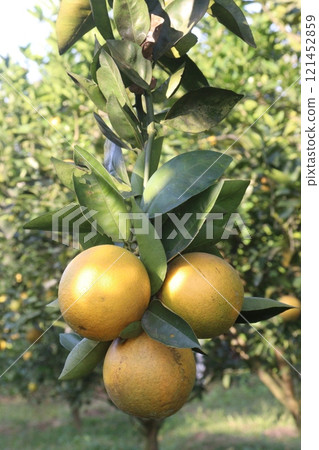 Citrus fruits on tree in farm 121452859