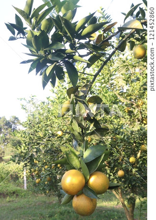 Citrus fruits on tree in farm Citrus fruits on tree in farm 121452860