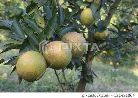 Citrus fruits on tree in farm Citrus fruits on tree in farm 121452864