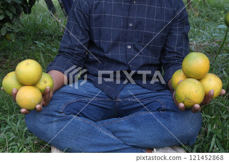 Citrus fruits on tree in farm 121452868