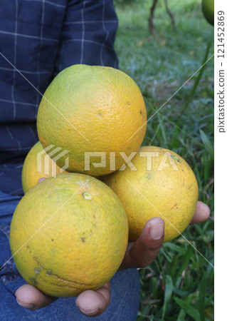 Citrus fruits on tree in farm 121452869