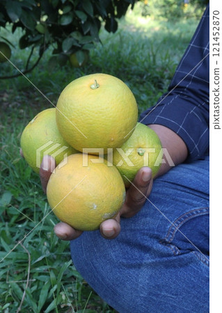 Citrus fruits on tree in farm 121452870