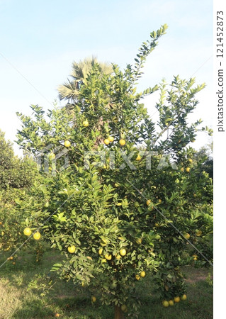 Citrus fruits on tree in farm Citrus fruits on tree in farm 121452873