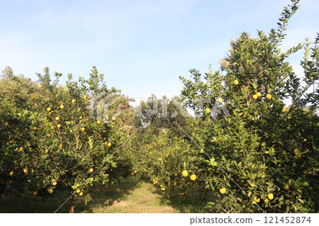Citrus fruits on tree in farm Citrus fruits on tree in farm 121452874