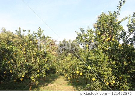 Citrus fruits on tree in farm Citrus fruits on tree in farm 121452875