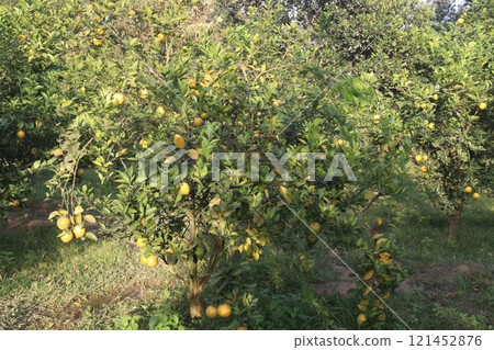 Citrus fruits on tree in farm Citrus fruits on tree in farm 121452876